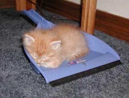 TrashyKitten