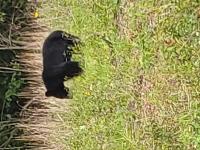 Free Chat Rooms - Buzzen Chat