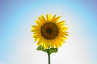 Free Chat Rooms - Buzzen Chat