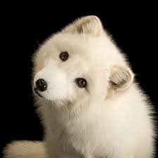 Arctic_Fox